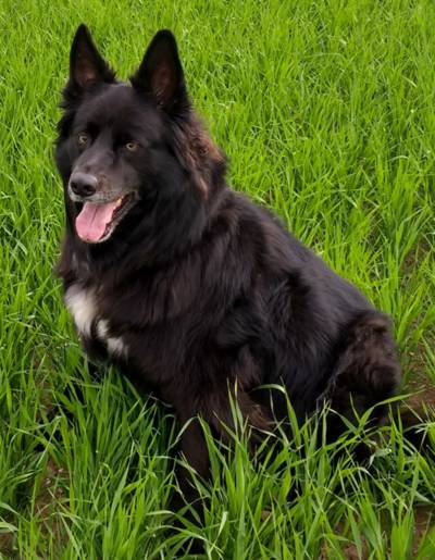 Dozy Parkers Dozy Parkers