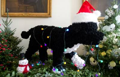 Diego Laxalt’s raging Celtic dog Diego Laxalt’s raging Celtic dog