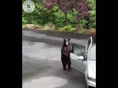 Bears will be running on Sunday