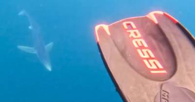 ‘I swam with killer sharks and was close enough to touch – I was really scared’