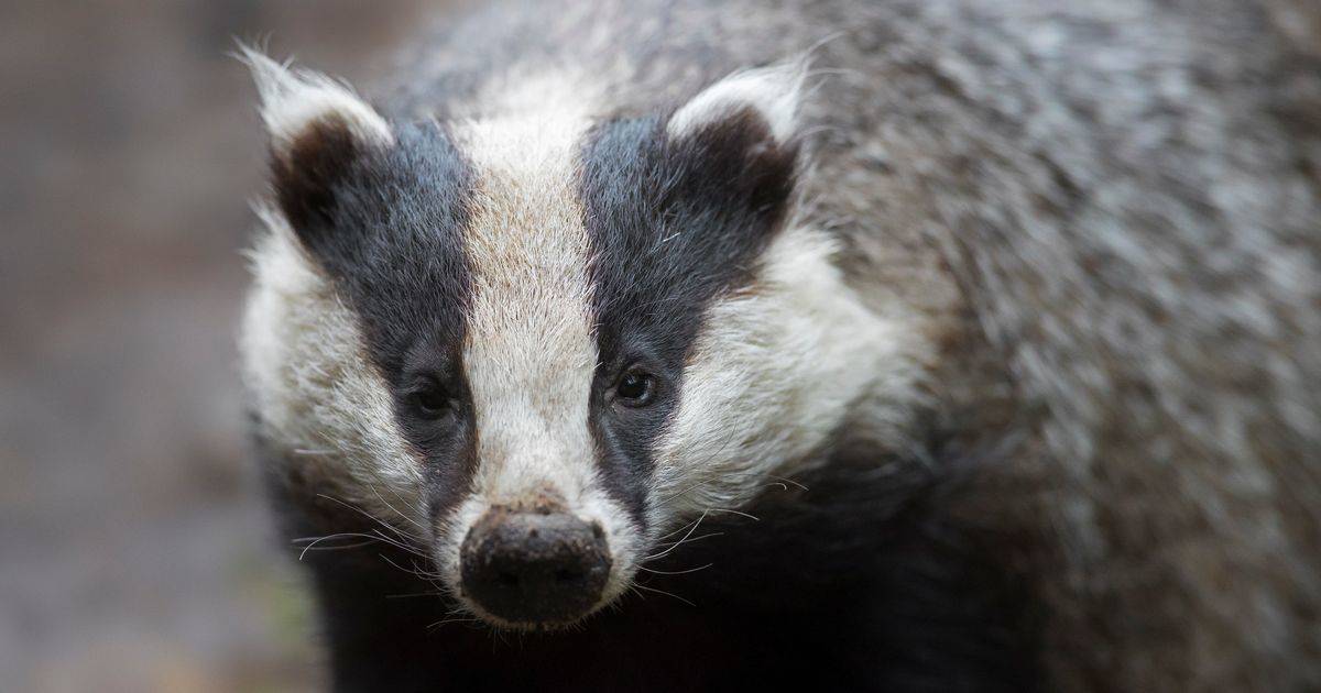 Premiership striker distraught after BADGER eats his pet chickens &ndash; as team-mate says ‘the boys ripped the p*** out him’