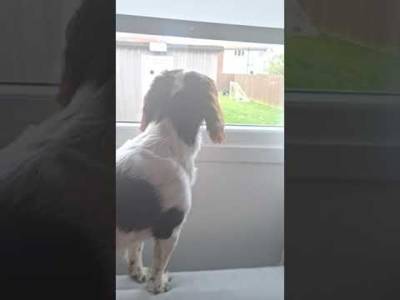 Daft dugz #viralvideo #fyp