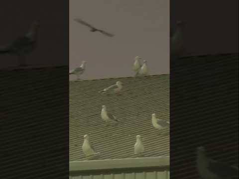 Aberdeen Seagulls