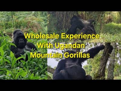My Wholesome Experience With Uganda Mountain Gorillas