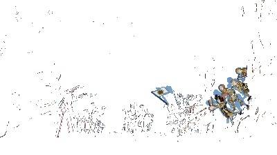 Celtic Diary Thursday October 30 2025: Sometimes When They Come Back