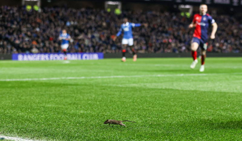The rats of Ibrox. The rats of Ibrox.