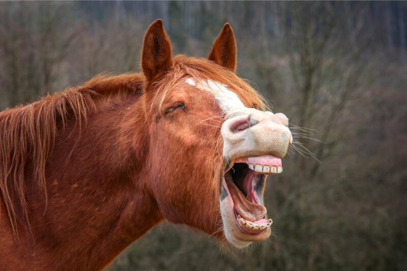 Sevvie Sphincters